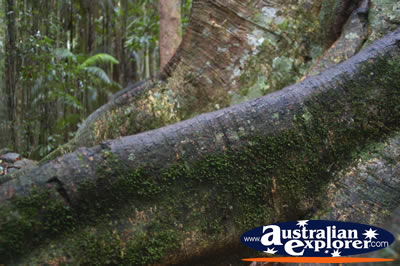 Large Tree Roots . . . VIEW ALL WALKING TREES PHOTOGRAPHS