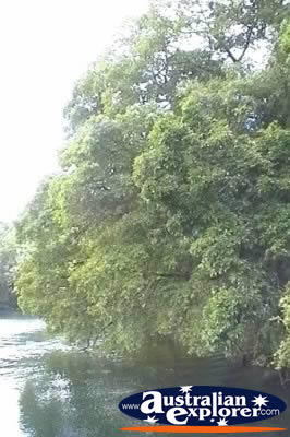 Red Cedar Tree Over Water . . . CLICK TO VIEW ALL TREES POSTCARDS