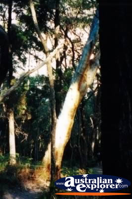 Scribbly Gum Tree . . . VIEW ALL WALKING TREES PHOTOGRAPHS