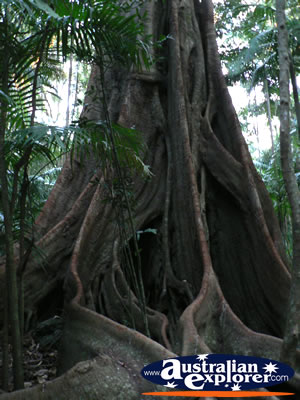 Tree on Tamborine Mountain Walk . . . VIEW ALL TREES PHOTOGRAPHS