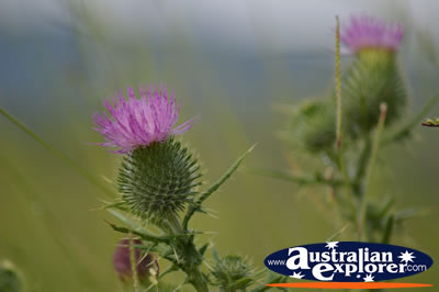 Colourful Thissle . . . VIEW ALL PLANTS PHOTOGRAPHS