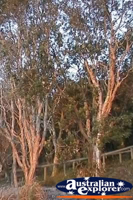 Trees . . . VIEW ALL TREES PHOTOGRAPHS