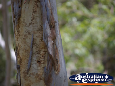 Closeup of a Tree . . . VIEW ALL TREES PHOTOGRAPHS