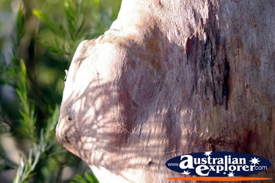 Tree Trunk . . . VIEW ALL WALKING TREES PHOTOGRAPHS