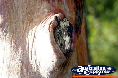 Large Tree trunk . . . CLICK TO VIEW ALL WALKING TREES POSTCARDS
