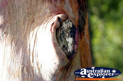 Large Tree trunk . . . VIEW ALL WALKING TREES PHOTOGRAPHS