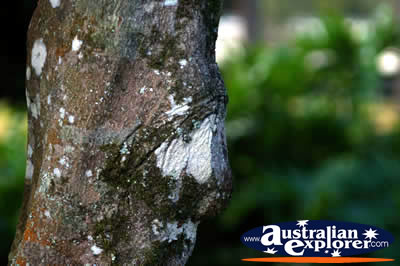 Knot Hole . . . VIEW ALL WALKING TREES PHOTOGRAPHS