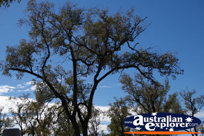 Trees and a Blue Sky . . . CLICK TO VIEW ALL TREES POSTCARDS