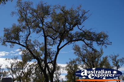 Trees and a Blue Sky . . . VIEW ALL TREES PHOTOGRAPHS