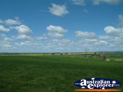 Shot of the Countryside between Young and Boorowa . . . CLICK TO VIEW ALL YOUNG POSTCARDS