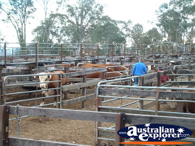 Gloucester Saleyards . . . VIEW ALL GLOUCESTER PHOTOGRAPHS