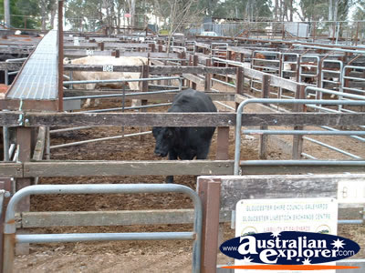 Gloucester Animal Sale Yards . . . VIEW ALL GLOUCESTER PHOTOGRAPHS