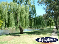 Deniliquin Park near Town Hall . . . CLICK TO ENLARGE