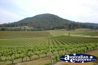 Hunter Valley Vineyards . . . CLICK TO VIEW ALL HUNTER VALLEY POSTCARDS