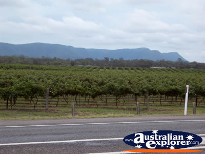 Hunter Valley Vines from Street . . . CLICK TO VIEW ALL HUNTER VALLEY POSTCARDS