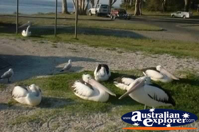 Port Stephens Pelicans . . . VIEW ALL SOLDIERS POINT PHOTOGRAPHS
