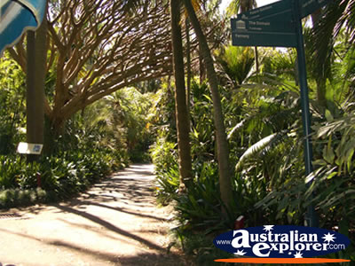 Sydney Botanical Gardens . . . CLICK TO VIEW ALL SYDNEY (BOTANICAL GARDENS) POSTCARDS