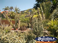 Sydney Botanical Gardens Plants . . . CLICK TO ENLARGE