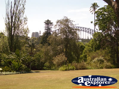 View of Sydney Botanical Gardens . . . CLICK TO VIEW ALL SYDNEY (BOTANICAL GARDENS) POSTCARDS