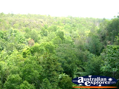 Litchfield National Park Forestry . . . CLICK TO VIEW ALL BATCHELOR POSTCARDS