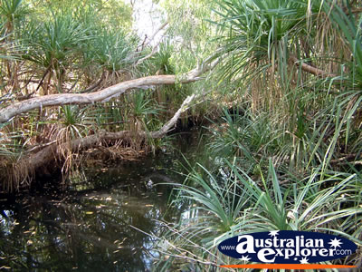 Timber Creek Caravan Park Small Creek . . . VIEW ALL VICTORIA RIVER PHOTOGRAPHS