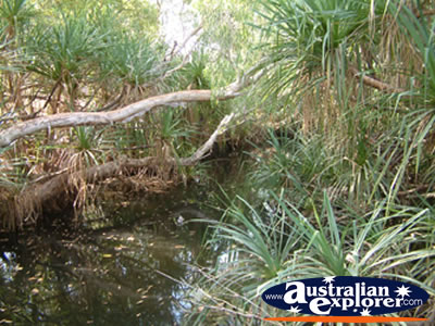 Creek at Timber Creek Caravan Park . . . VIEW ALL TIMBER CREEK PHOTOGRAPHS