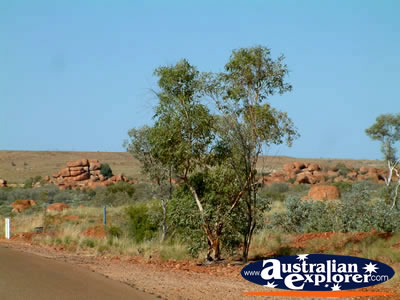 Trees at Devils Marbles . . . CLICK TO VIEW ALL DEVILS MARBLES POSTCARDS