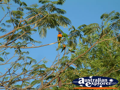 Lorikeets in Daly Waters . . . CLICK TO VIEW ALL DALY WATERS POSTCARDS