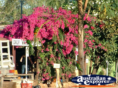 Lorikeets on a colourful plant in Daly Waters . . . VIEW ALL DALY WATERS PHOTOGRAPHS