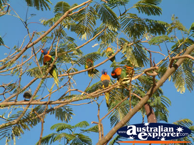 Lorikeets in a tree in Daly Waters . . . VIEW ALL DALY WATERS PHOTOGRAPHS