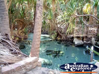 Hot Springs in Mataranka . . . CLICK TO ENLARGE