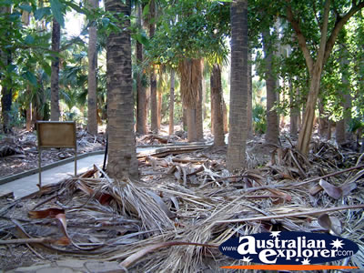 Mataranka Hot Springs Forest Walk . . . VIEW ALL MATARANKA PHOTOGRAPHS