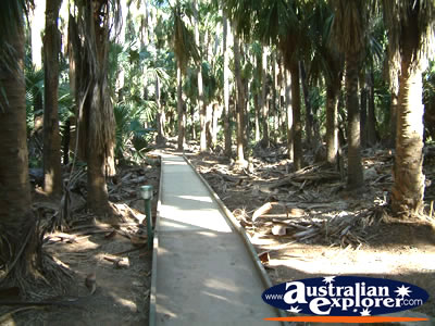 Mataranka Hot Springs Track . . . VIEW ALL MATARANKA PHOTOGRAPHS