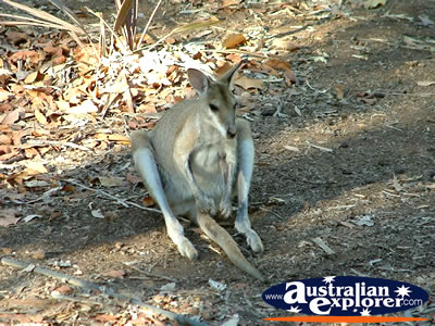 Mataranka Kangaroo Resting . . . CLICK TO VIEW ALL MATARANKA POSTCARDS