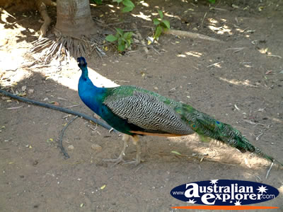 Mataranka Beautiful Peacock . . . VIEW ALL MATARANKA PHOTOGRAPHS