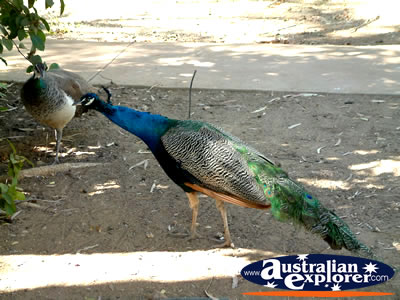 Peacock in Mataranka . . . VIEW ALL MATARANKA PHOTOGRAPHS