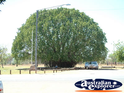 Mataranka Park . . . VIEW ALL MATARANKA PHOTOGRAPHS