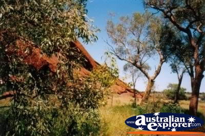 Ayers Rock Base Plants . . . CLICK TO VIEW ALL ULURU POSTCARDS
