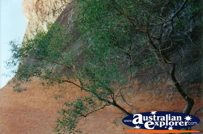 Ayers Rock Tree . . . CLICK TO VIEW ALL AYERS ROCK (BASE WALK) POSTCARDS