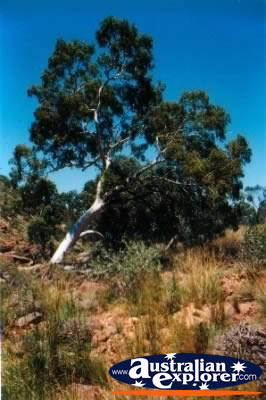 Kings Canyon Tree . . . CLICK TO VIEW ALL KINGS CANYON GORGE POSTCARDS