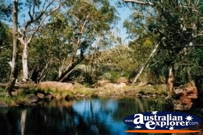 Kings Canyon Trees and Water . . . CLICK TO VIEW ALL KINGS CANYON GORGE POSTCARDS