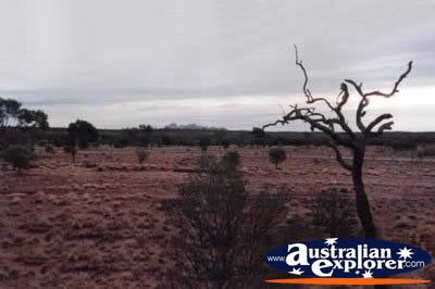 Olgas in the Outback . . . CLICK TO VIEW ALL OLGAS POSTCARDS