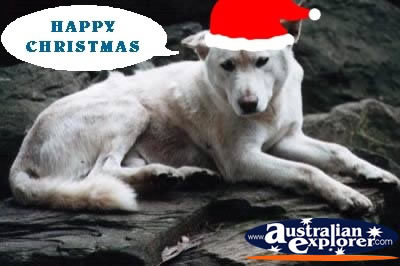 Dingo at Christmas . . . CLICK TO VIEW ALL CHRISTMAS POSTCARDS