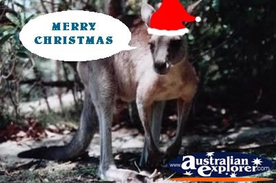 Kangaroo at Christmas . . . CLICK TO VIEW ALL CHRISTMAS POSTCARDS