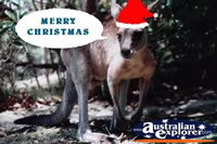 Kangaroo at Christmas . . . CLICK TO ENLARGE