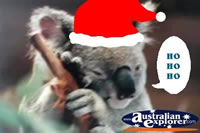 Koala at Christmas . . . CLICK TO ENLARGE