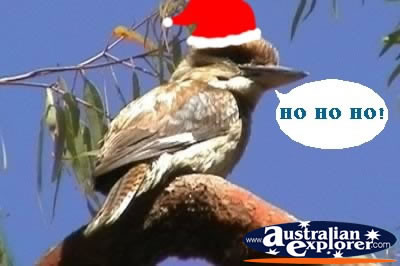 Kookaburra at Christmas . . . CLICK TO VIEW ALL CHRISTMAS POSTCARDS