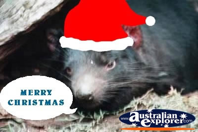 Tasmanian Devil at Christmas . . . CLICK TO VIEW ALL CHRISTMAS POSTCARDS