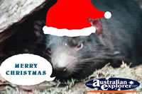 Tasmanian Devil at Christmas . . . CLICK TO ENLARGE