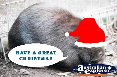 Wombat at Christmas . . . CLICK TO VIEW ALL CHRISTMAS POSTCARDS